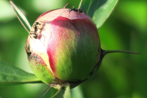 a photo of an ant on a fruit by Gary Hotham